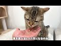 初めて甘栗を食べる猫の反応が可愛すぎた…笑