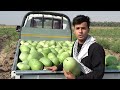 أنا عامل في زراعة البطيخ melon cultivation 🇮🇶