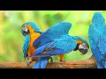 4K VIDEO (ULTRAHD) 🐦🐦BEAUTIFUL MACAW PARROTS  WITH RELAXATION MUSIC 4K UHD TV SCREENSAVER
