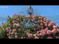 Amazing Tokyo's most beautiful rose garden 4k 2024 神代植物公園の優雅な春のバラ 東京 バラ園