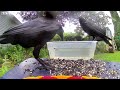 A #crow being a #jerk to his #brother #bird #birds #crows