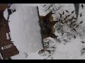 Birdfeeder time lapse