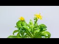Marigold/calendula 🏵️ - Growth and blossoming (calendula officinalis) - Time lapse [4K]