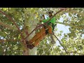 How to climb SRT / SRS | beginner tree climbing | stationary rope system | Arborist tips/tricks