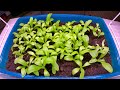 Time-lapse of growing calendula from seeds over 24 days