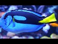 [NEW] 24 HRS Stunning 4K Aquarium | Coral Reefs, Fish& Colorful Sea Life - Relaxing Music