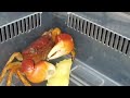 Pet crab eating a piece of pineapple