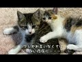【A kitten protected in an attic]】One year growth record - a story of a family with a strong bond (1)