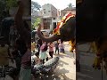 elephant feedings