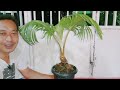 UPDATE BONSAI KELAPA DAN PERAWATAN YANG HARUS DI LAKUKAN