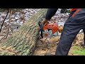 Бензопила STIHL MS500i: беглый обзор и пробный рез дуба. STIHL MS500i: quick review and trial cut.