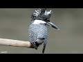 10 Most Beautiful Kingfishers in the World