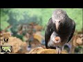 Indie Birb Cafe [Vol. 1]  Indie Alternative Music for Birds | Parrot Music TV for Your Bird Room