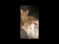 😂 Funniest Cats and Dogs Videos 😺🐶 || 🥰😹 Hilarious Animal Compilation №386