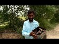 Wild Honey Harvesting | 3 Big Wild Honeycombs | How To Harvesting Wild Honey | Mubarak Ali