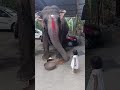 baby elephant 🐘