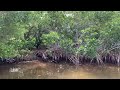 Rio Lagartos-A Lesson on Mangroves