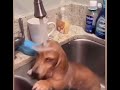Dachshund Life “Bath Time”