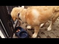 Anjing Golden Retriever 5 bulan vegetarian
