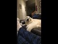 Maximus the pitiful Pyrenees and his infamous temper tantrum