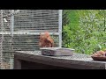 Squirrel loves sunflower seeds