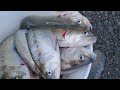 Shad Fishing at Bonneville dam