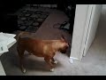 Dog chasing bubbles