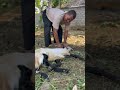 cara menidurkan kambing