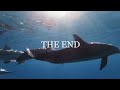 The beauty of dolphins/海豚之美/イルカの美しさ | Relaxation Film with Relaxing Music |