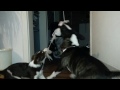 Miniatur bullterrier jumping crazy