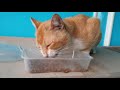 WEIRD! WHY THIS CAT ALWAYS CLOSE HIS EYES WHEN EATING!