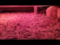 Chicks, Day 6