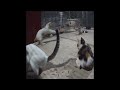 🙀😂 Funniest Cats and Dogs 🐱😹 Funny And Cute Animal Videos 2024 #14