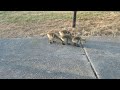 stupid idiots pecking at concrete