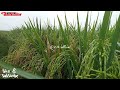 KEINDAHAN ALAM PERSAWAHAN ⁉️ menikmati embun pagi hamparan tanaman padi tumbuh meng hijau