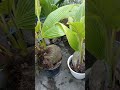 efek kurang pemantauan media pada bonsai kelapa kita#mediatanam#kelapakembar