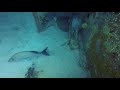 Lots of sharks - Nassau Dive March 2019