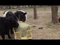 Miniature Scottish beltie cows...OH GOD THEY ARE SO CUTE! (Oreo cows)