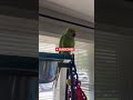 Tiki The Indian Ringneck Parrots Quick Live Fun!