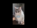 Funny Cat Videos Try Not To Laugh 😹Funniest Cat Videos in The World😺Funny Cat Videos Compilation #67