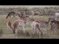 In search of a Stag - DBLM Wildlife