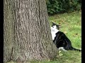 Cute Cat “Squirrel Watching”
