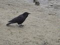 Crow searching for a nut I'd hidden and then making very cool woo sound
