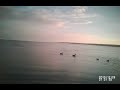 blue bill duck hunting