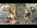 Menetaskan Telur Fertil Ayam Import Dan Ayam Kampung Yudistira Elba Petelur #ayamhias  #ayamkampung