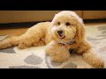 Mini Goldendoodle - Top 10 Facts