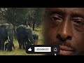 Man rescues drowning baby elephant, then herd does something unexpected