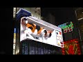 新宿3D巨大猫 / 3D giant cat in Shinjuku, Tokyo, Japan