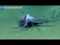 7 Otherworldly Cephalopods Found in the Deep Ocean by ROVs