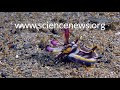 Flamboyant cuttlefish exposed | Science News